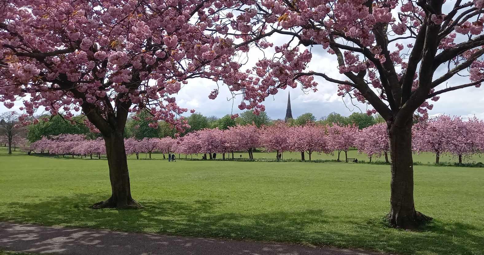 harrogate-stray-blossom12