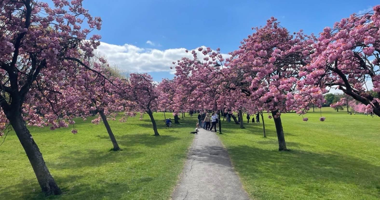 harrogate-stray-blossom15