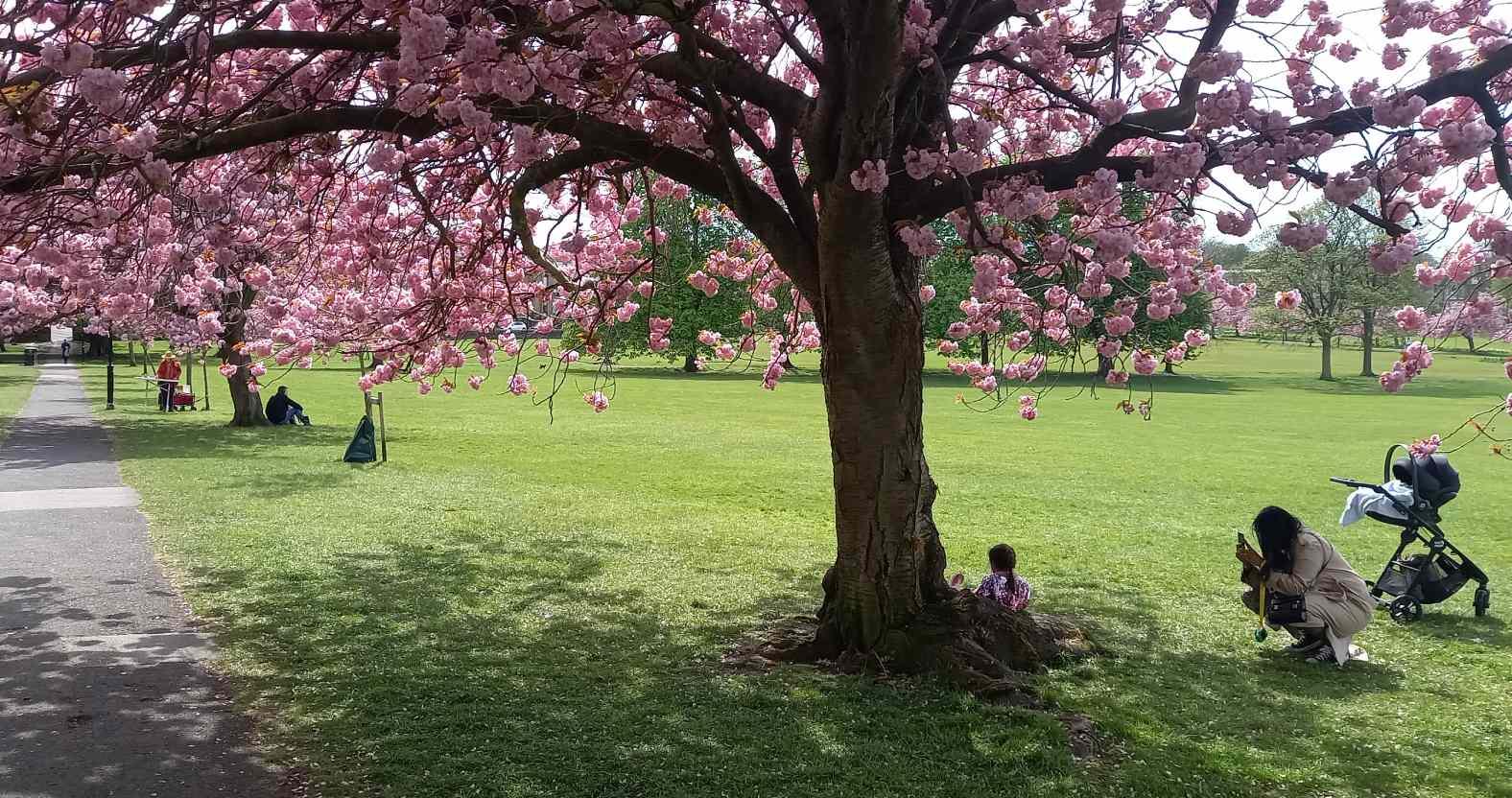 harrogate-stray-blossom2