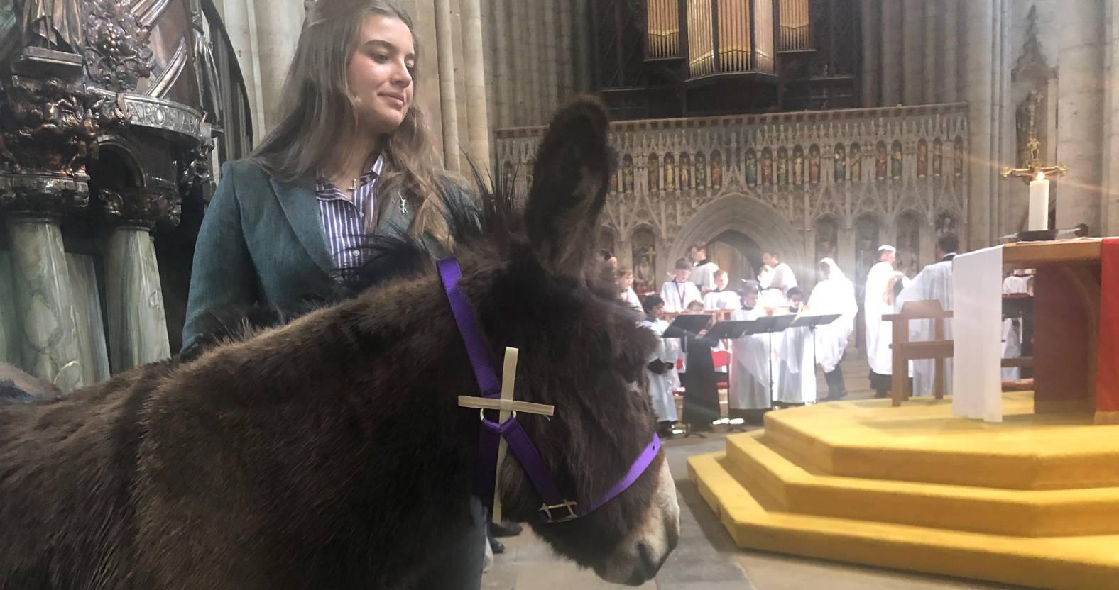 ripon-13th-april-2025-donkey-lily-at-the-cathedral-alter