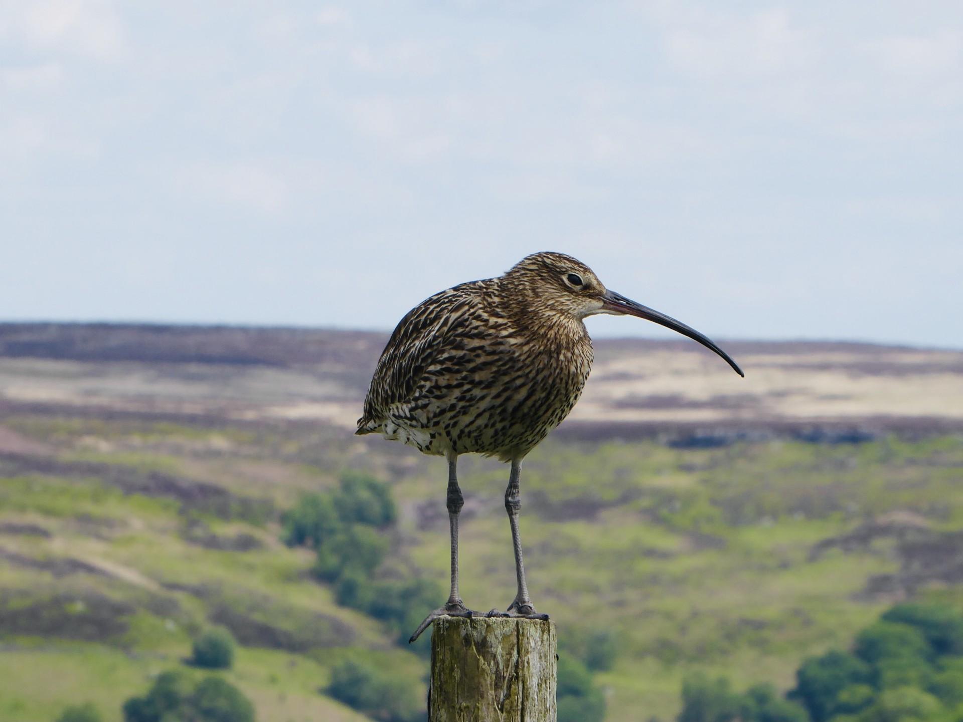 curlew-heathermiddleton