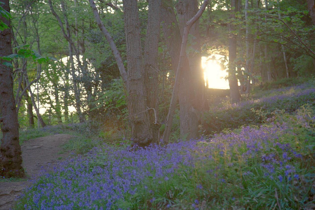 photooftheweek-crimplebluebells