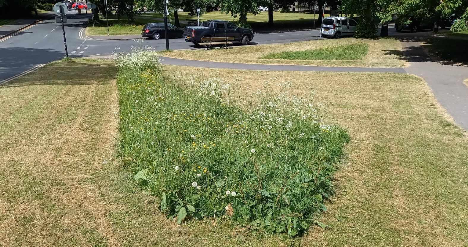 rewilding-stray-esplanade