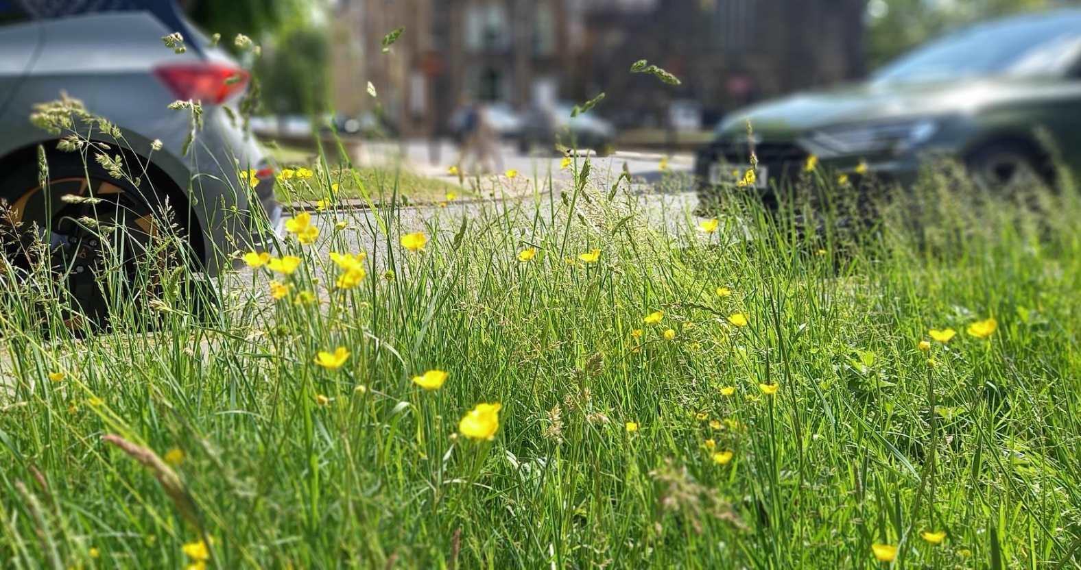 rewilding-stray-verges