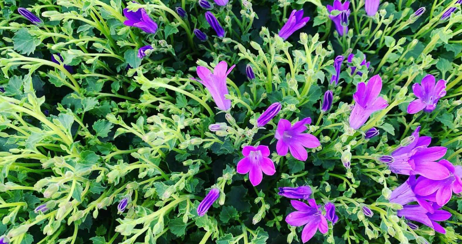 rootsandfruits-campanula