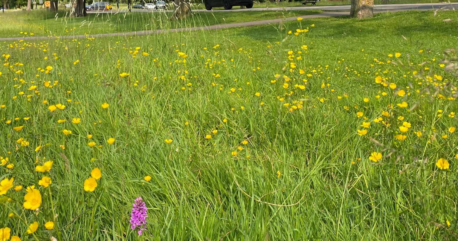 stray-southernmarshorchid2