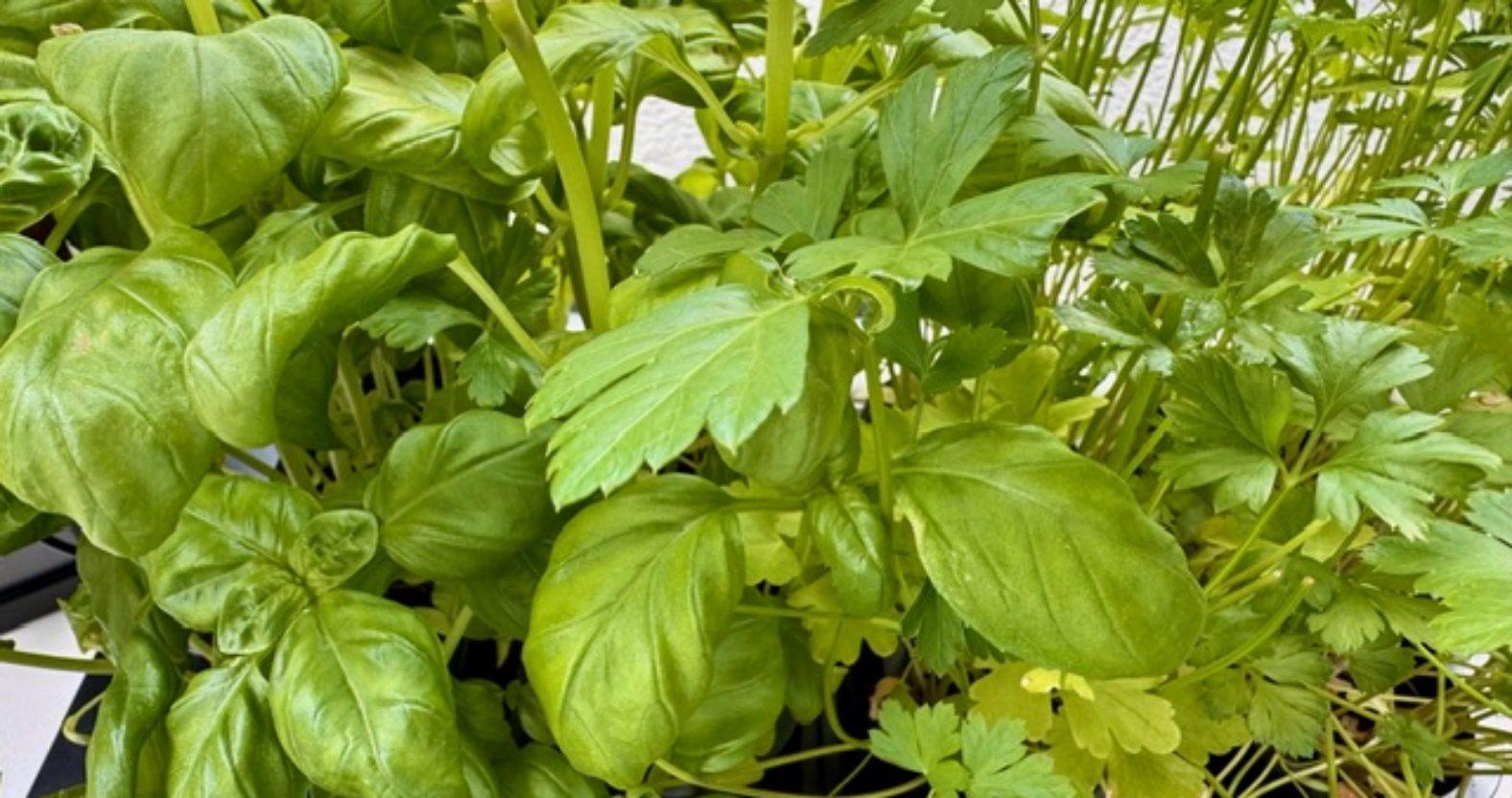 yemisfoodstories-basil