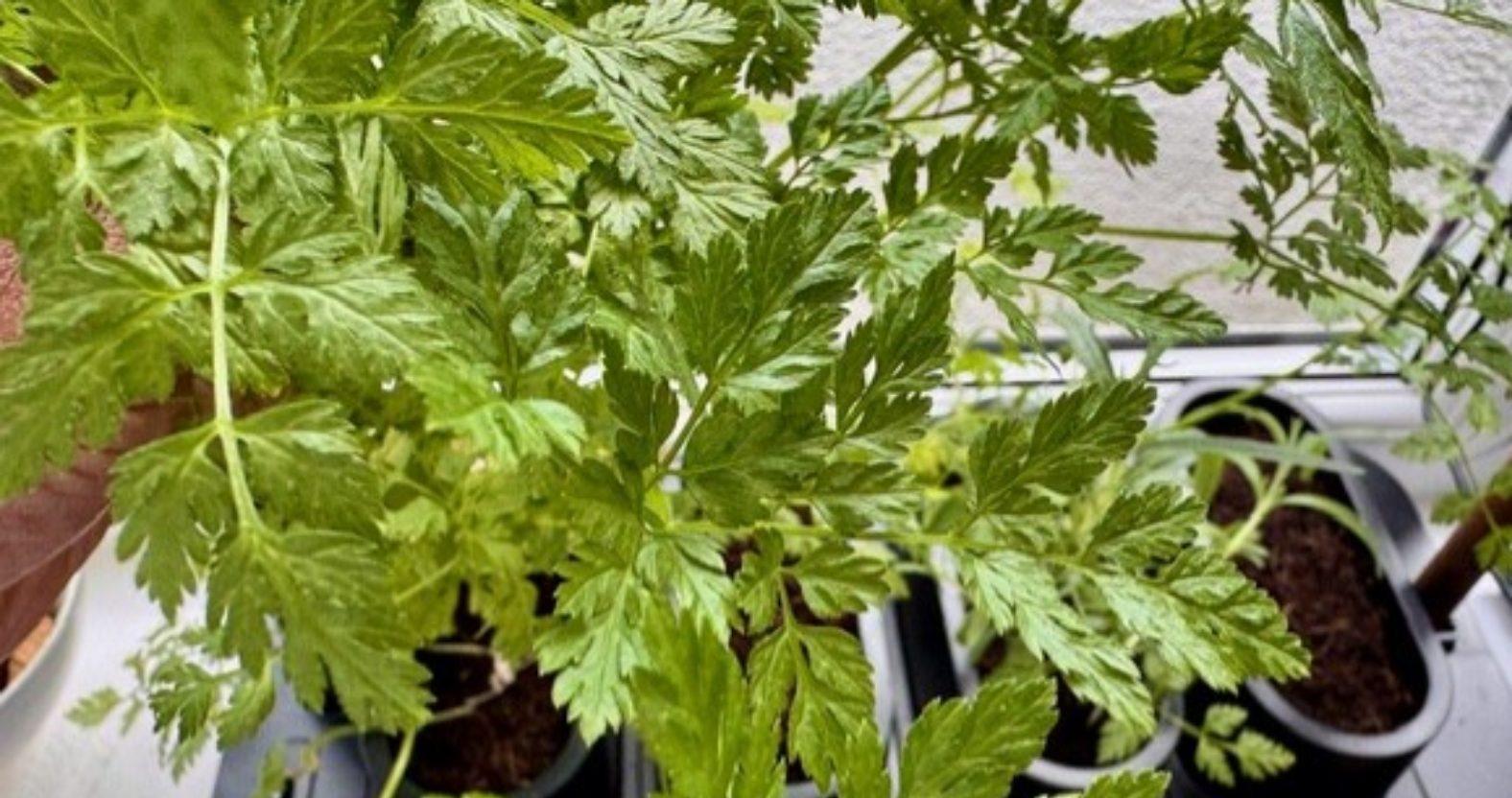 yemisfoodstories-parsley