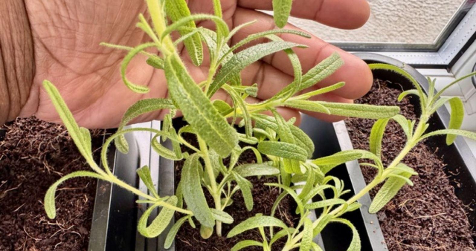 yemisfoodstories-tarragon