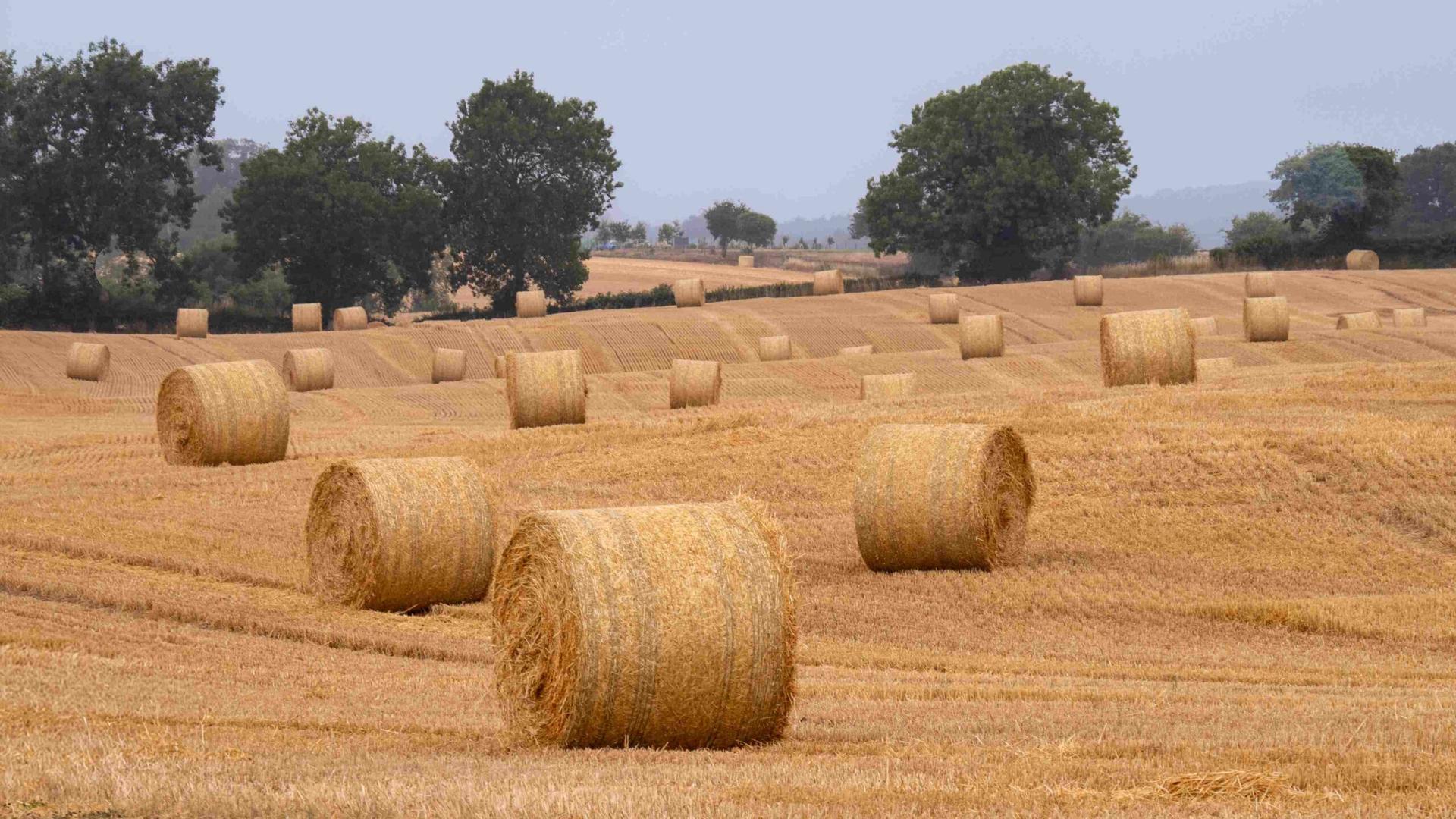 bishopmonkton-haybales