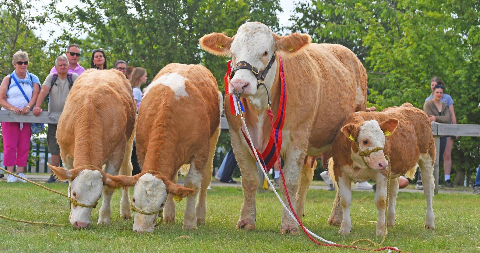 champion-simmental-with-three-heifers