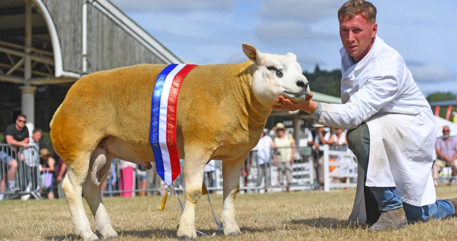 gys25_supreme-sheep-champion_002