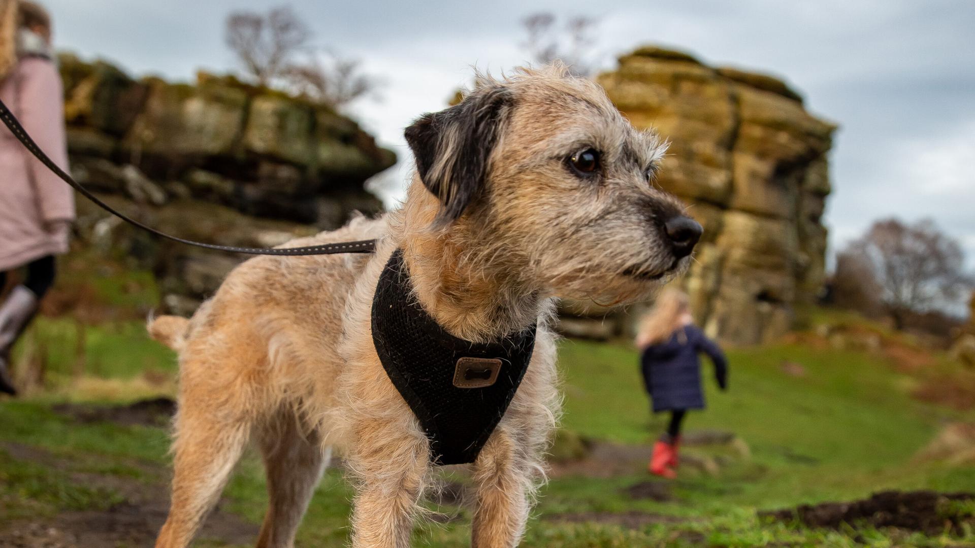 a-dog-on-a-winters-day-at-brimham-rocks