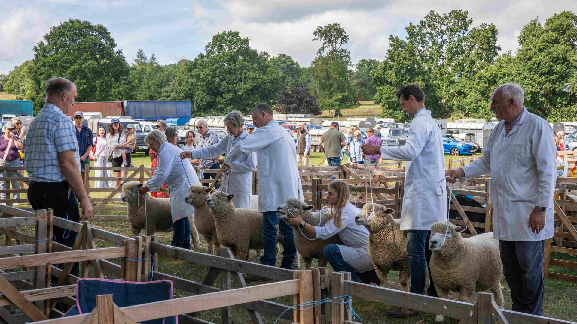 ripleyshow-2025-sheepclasses
