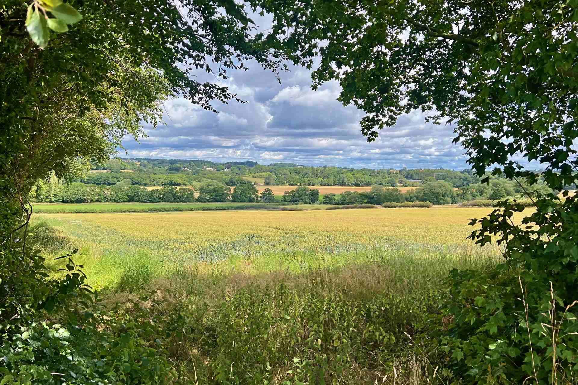 countrysidetowardsripley