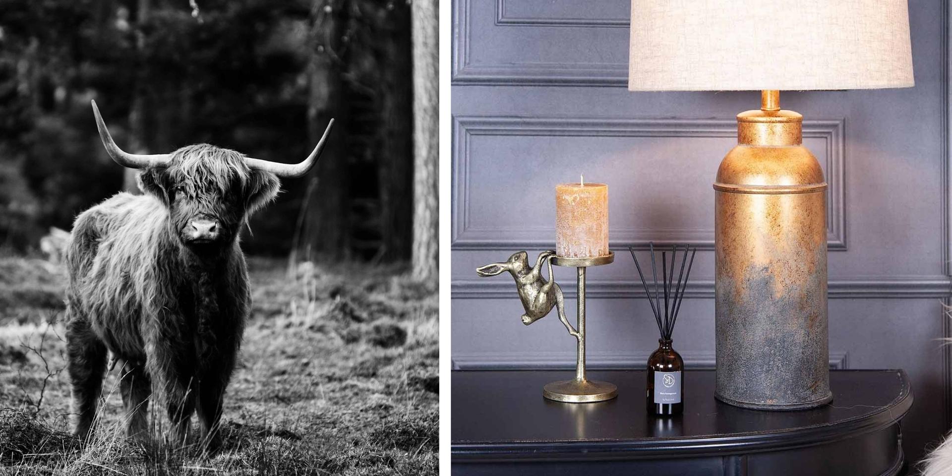 highland-cow-photograph-by-mark-davison-console-table-display-seddon-and-davison