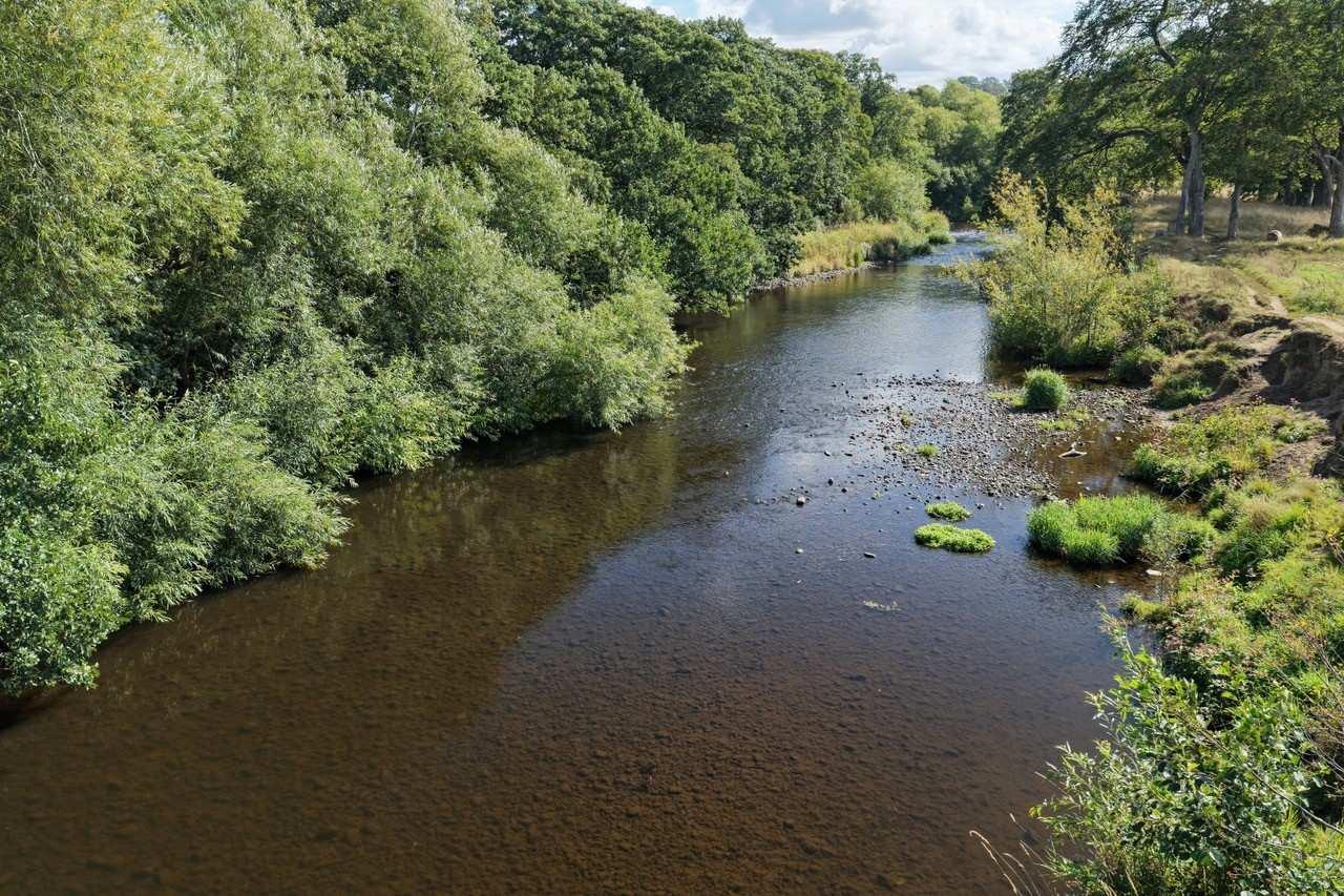 rivernidd-douglasyoung