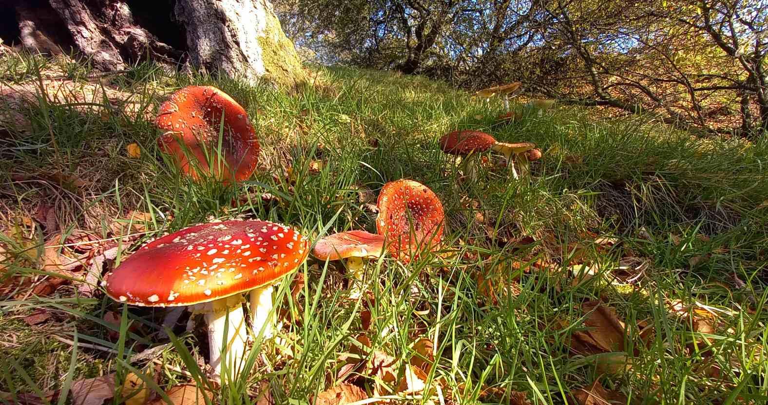 autumn-fungi-flyagaric