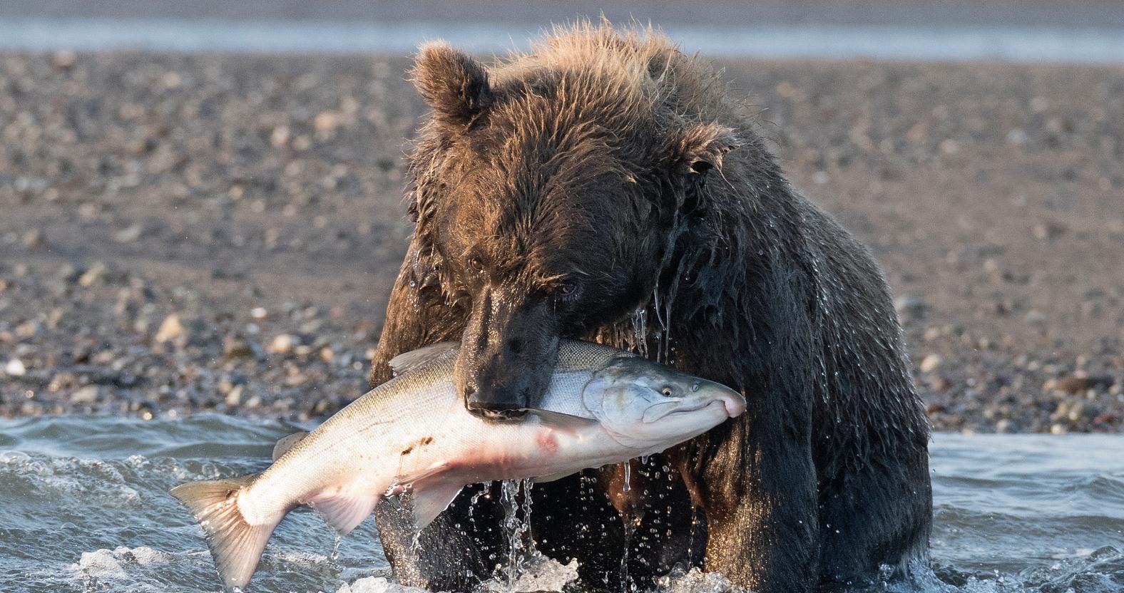 brown__alaska-rob-reijnen-rhj3085-copy