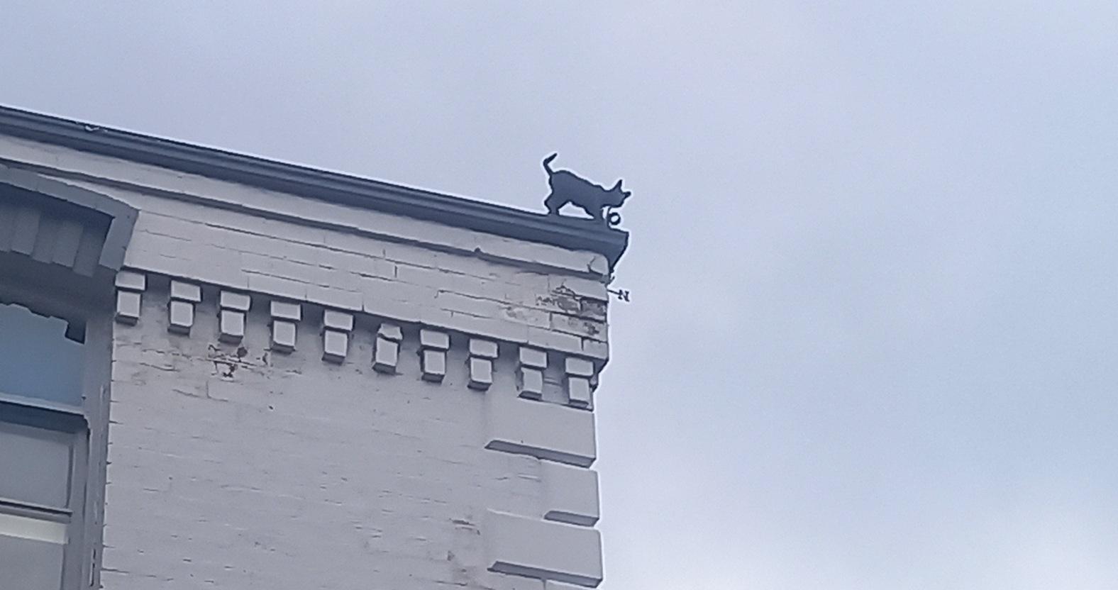 knaresborough-blackcatonroof