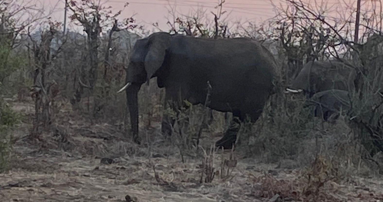 neilharvey-zambia-elephants
