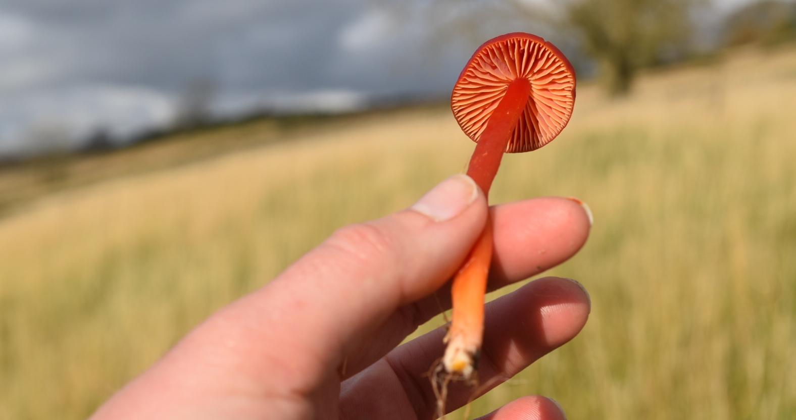 nidderdale-natlandscape-fungi-hand