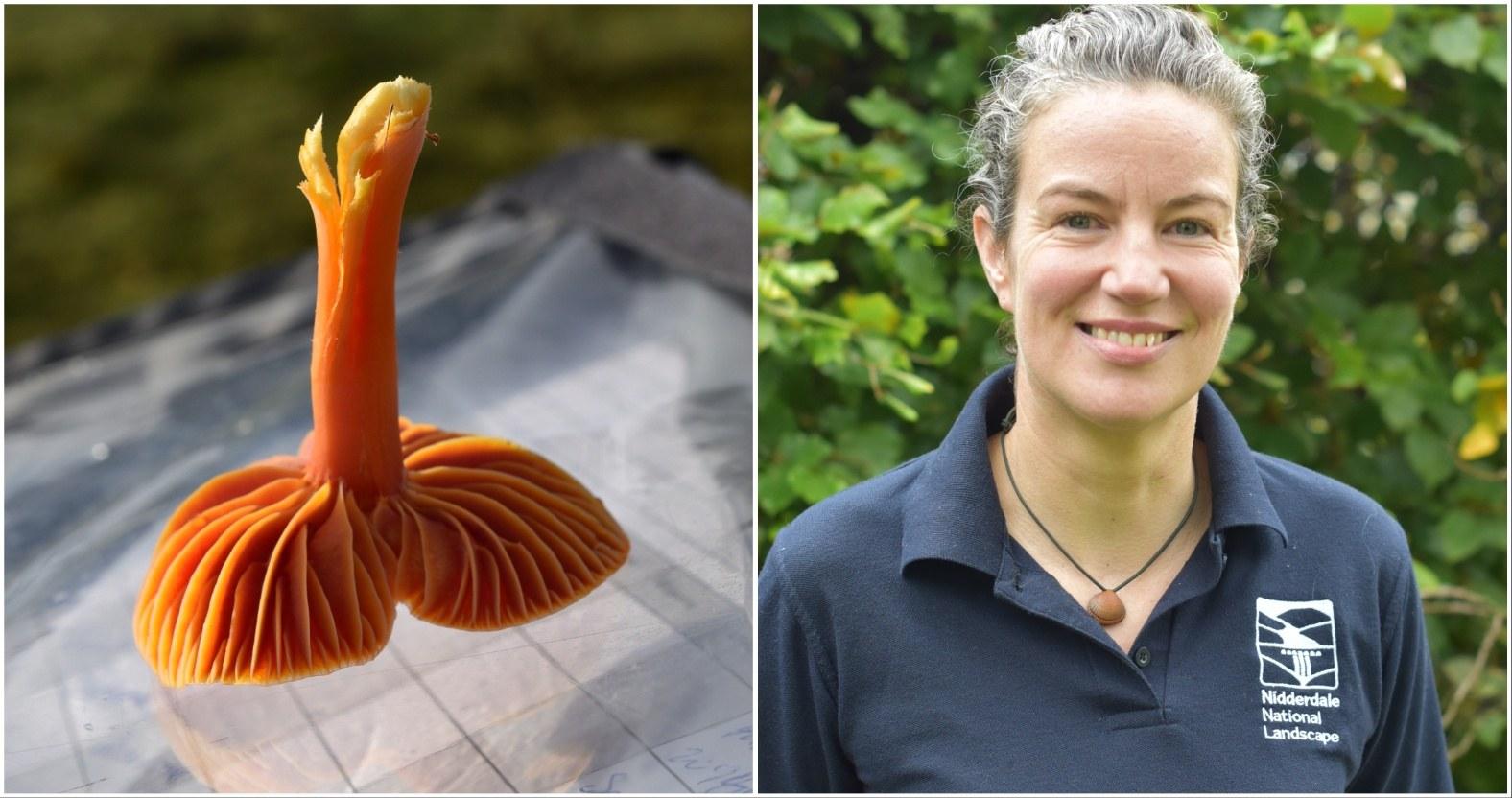 nidderdale-natlandscape-fungiharmar