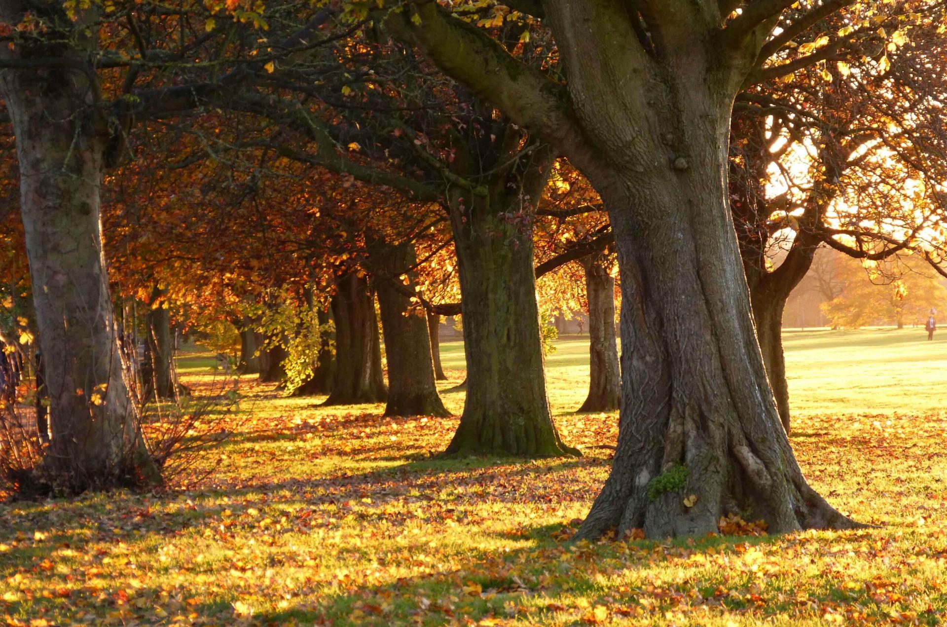 harrogate-oatlandsstray-autumn