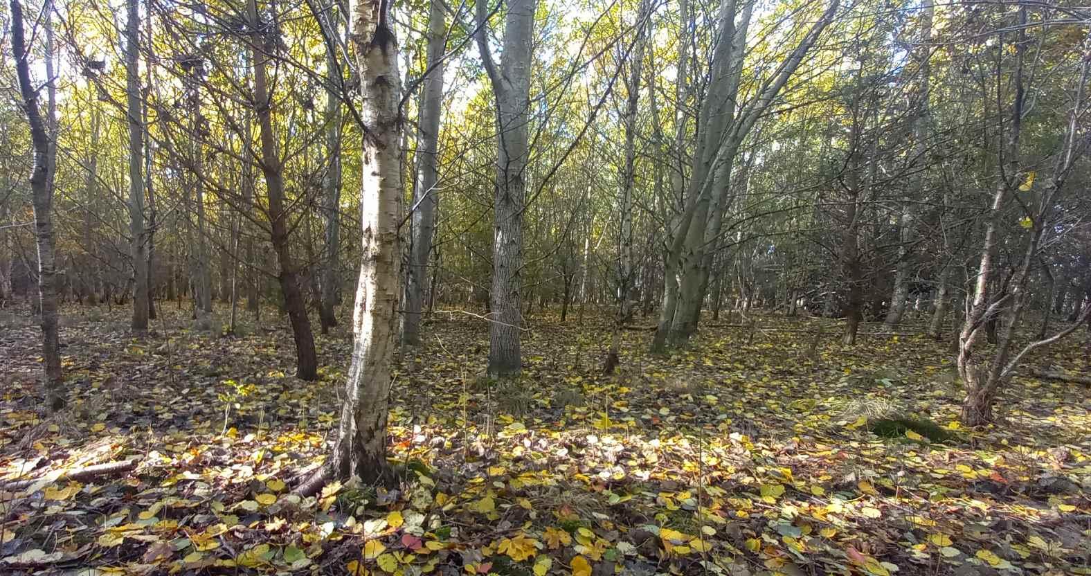 harrogate-rotarywood1