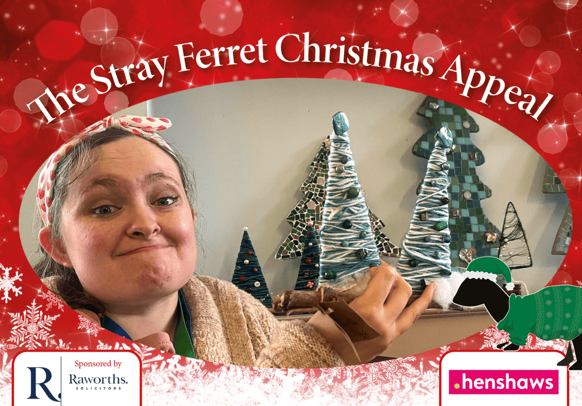 stray-ferret-henshaws-christmas-appeal-1