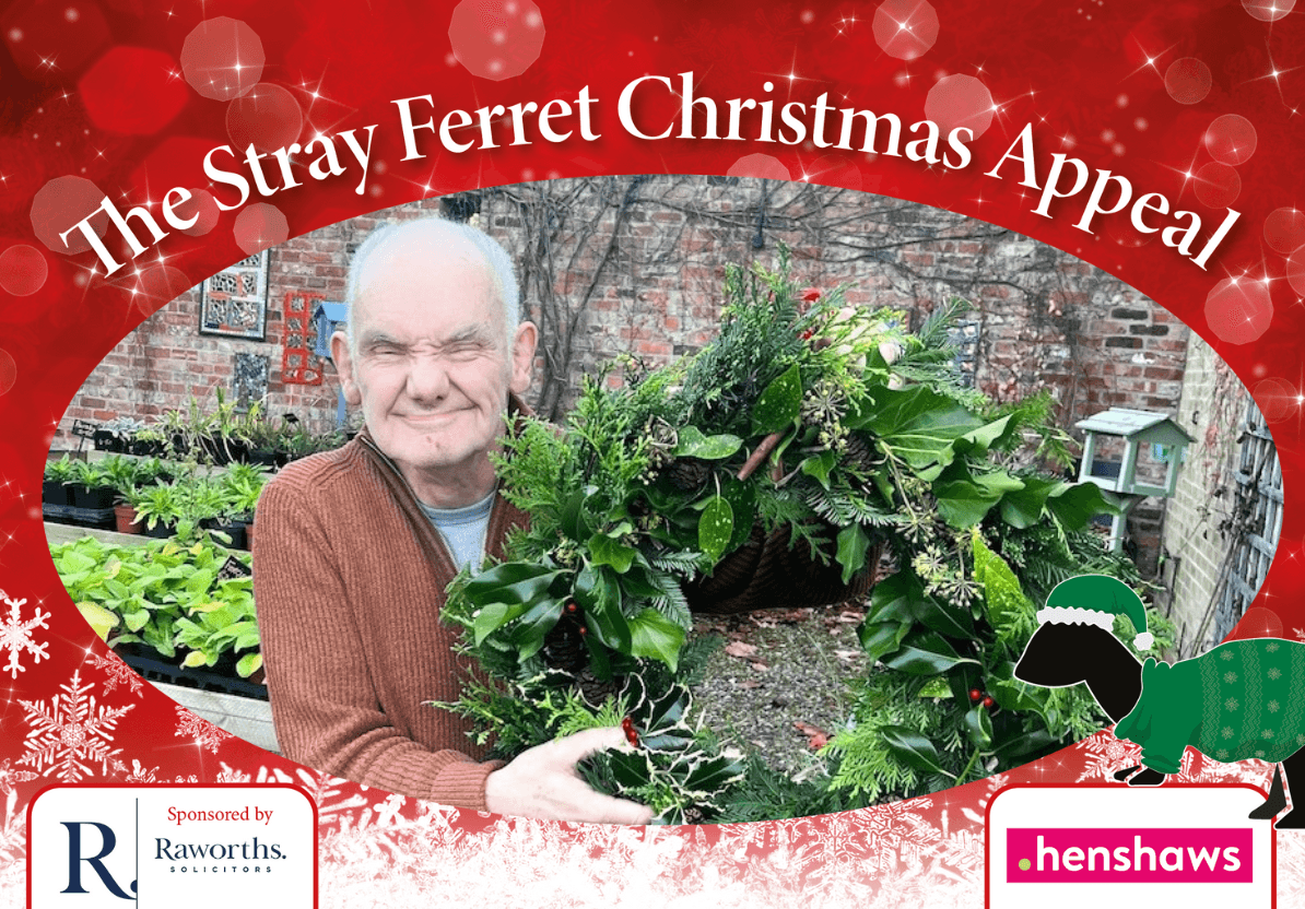 stray-ferret-henshaws-christmas-appeal-2