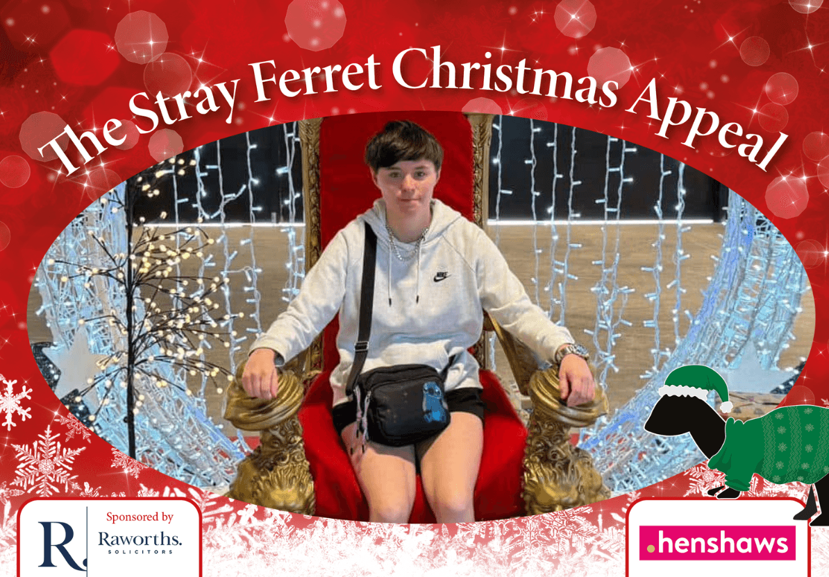 stray-ferret-henshaws-christmas-appeal-olivia