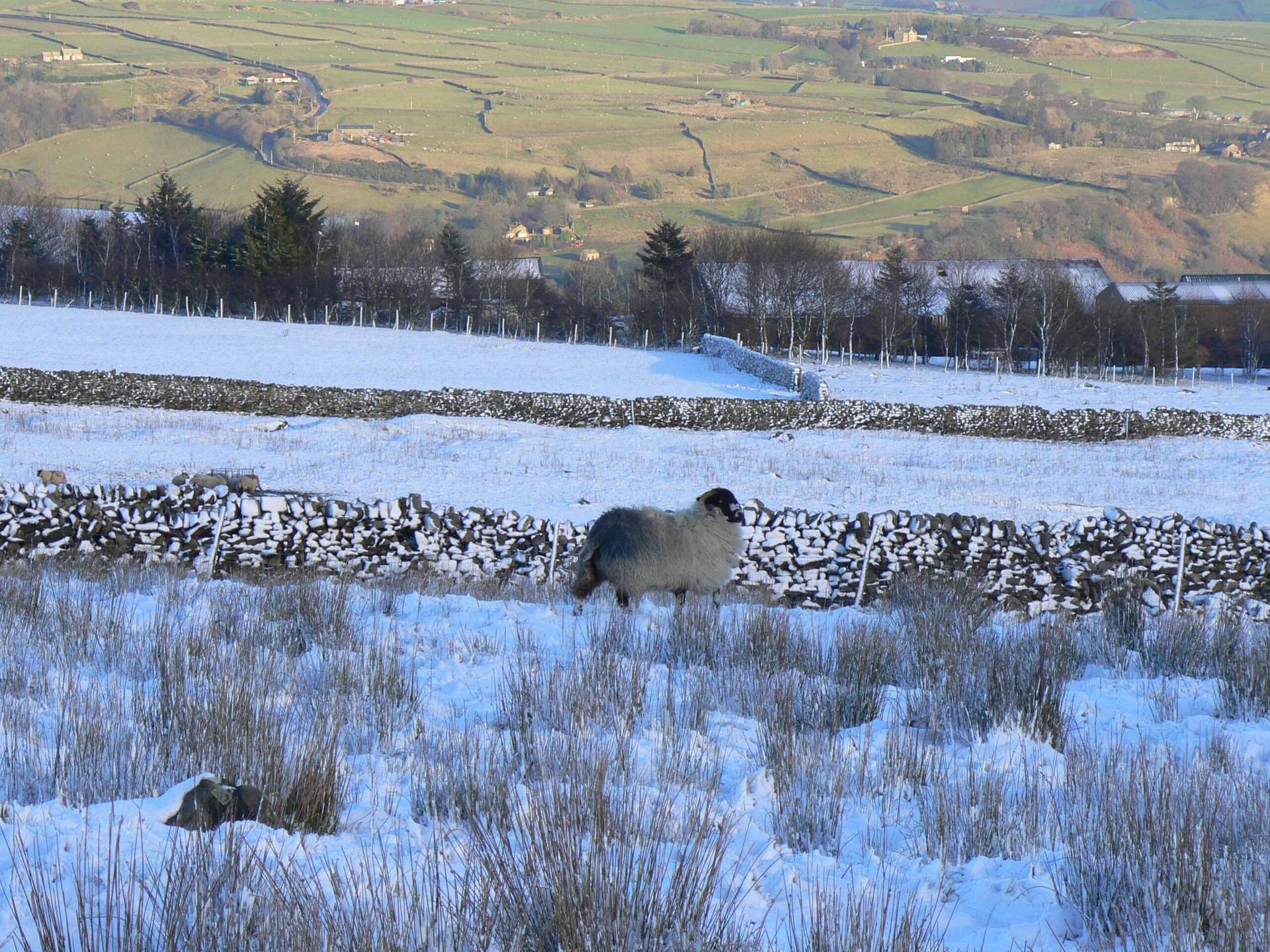 greenhowhill-sheepinsnow