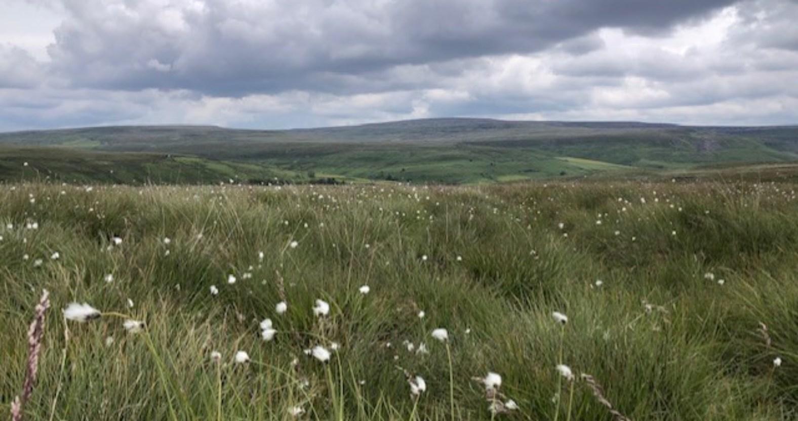 catherinesimmons-dales-cottongrass