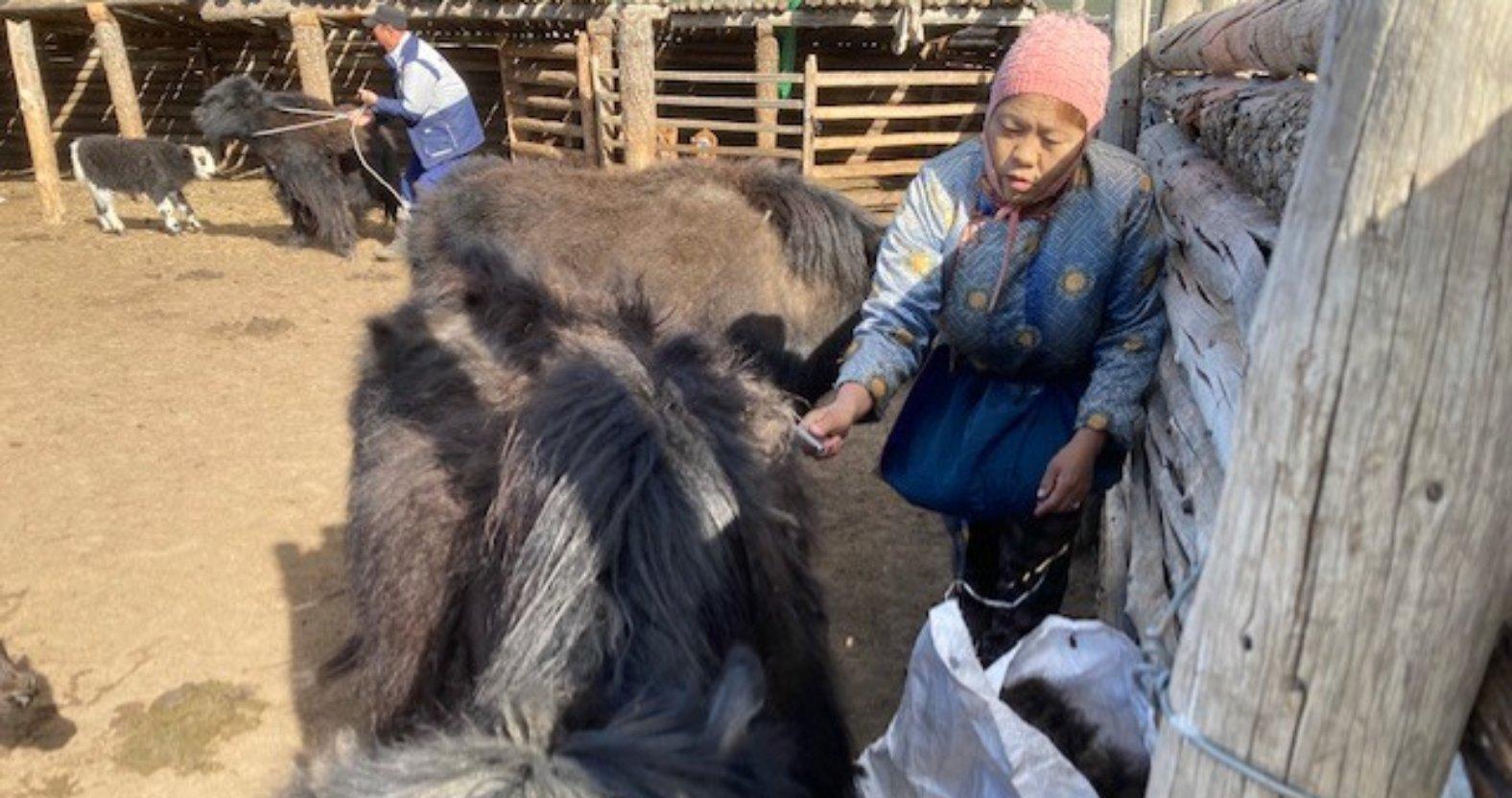 catherinesimmons-yakhair