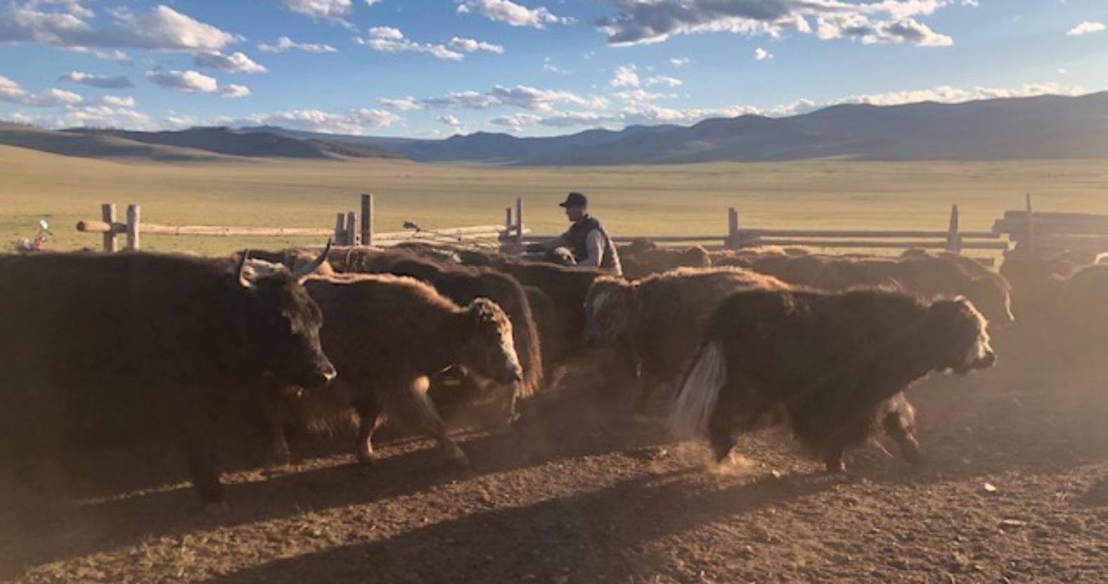 catherinesimmons-yakscorralled