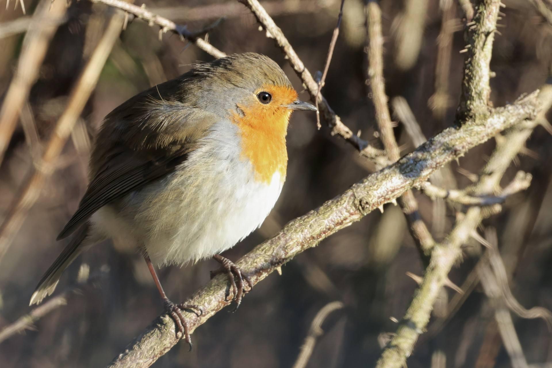 douglasyoung-winterrobin