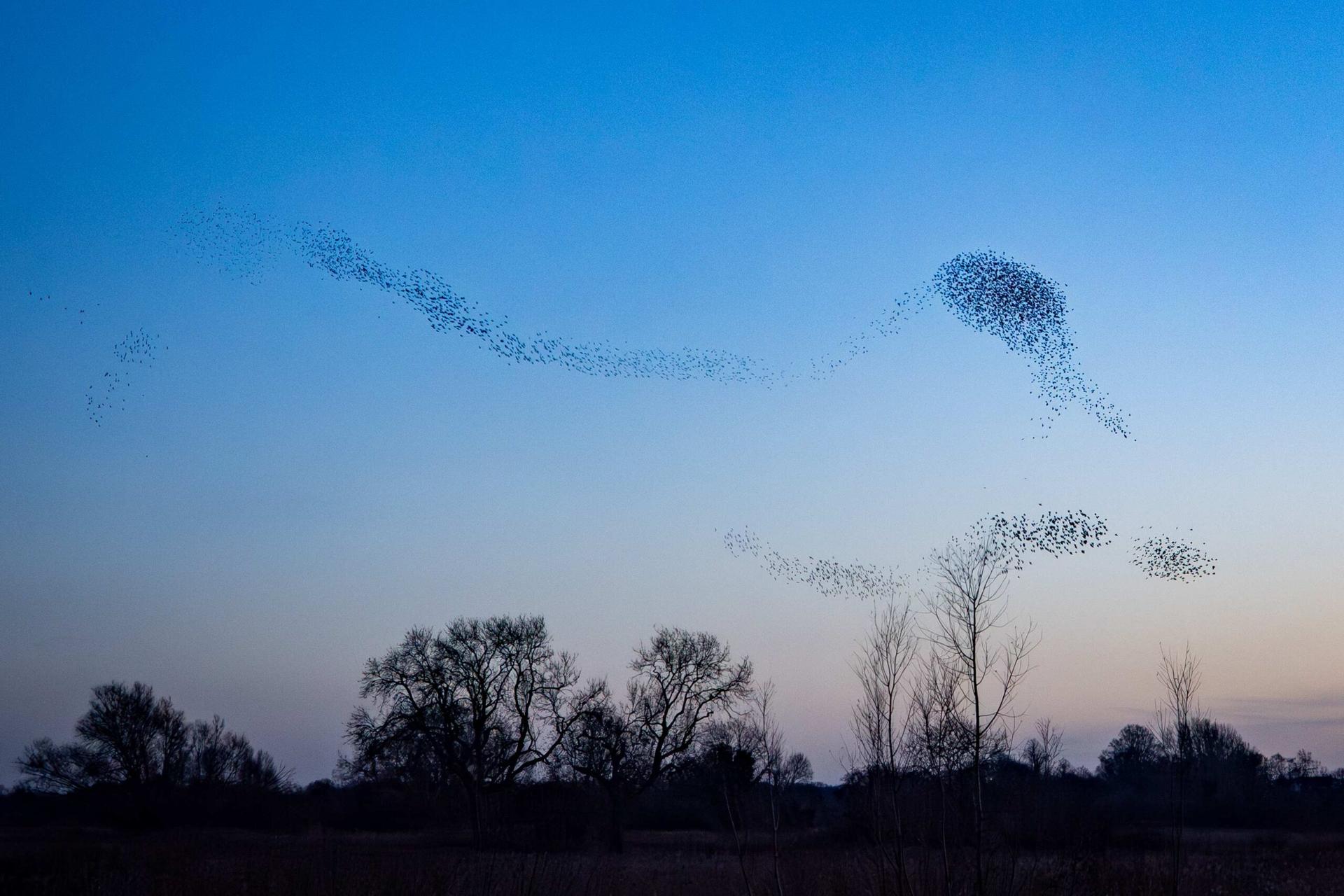 michellebray-starlingmurmuration