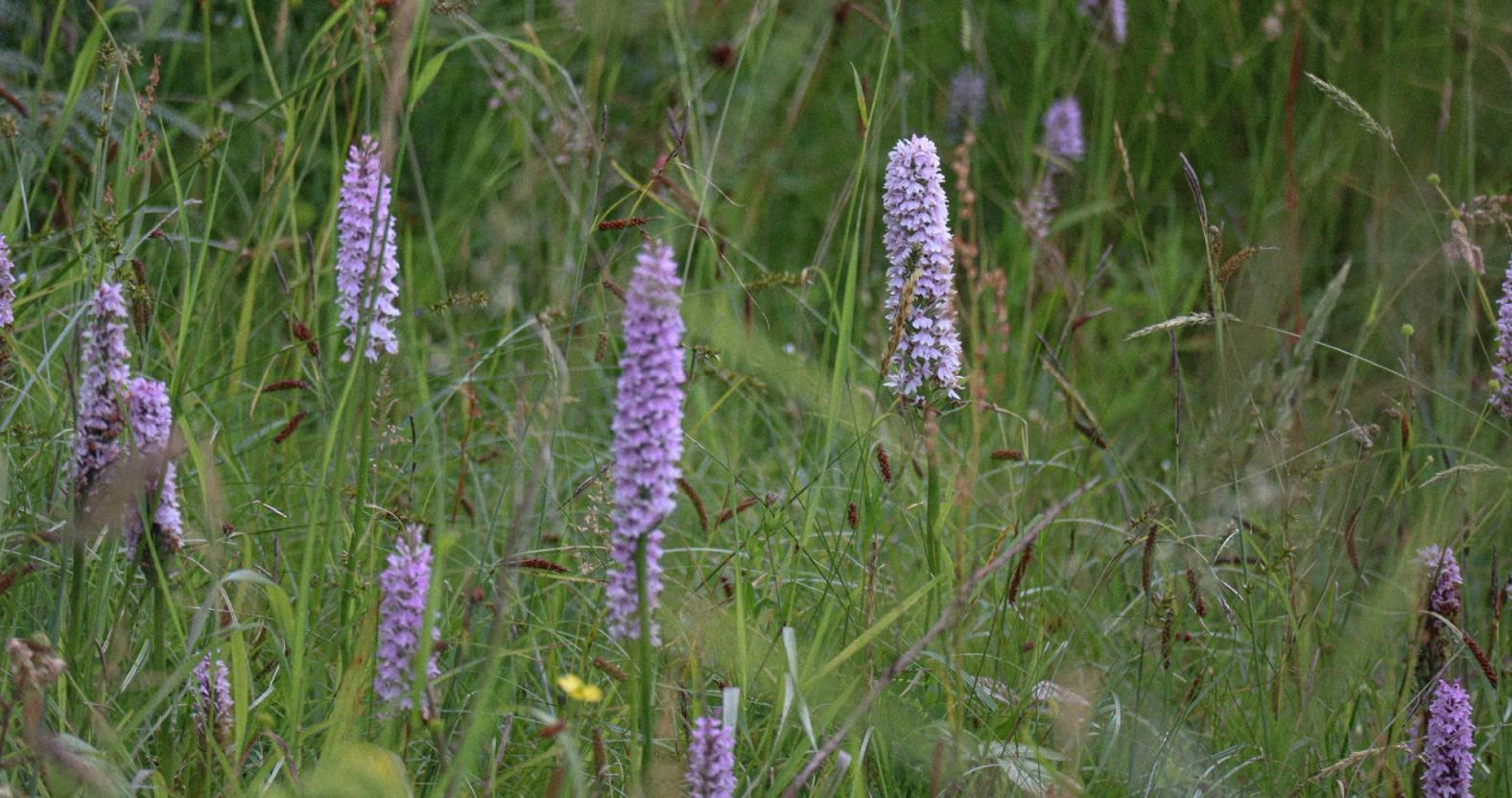 crimplecommon-southernmarshorchids