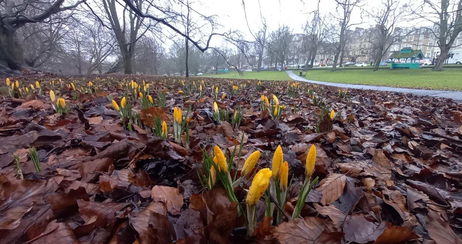 harrogate-firstcrocuses