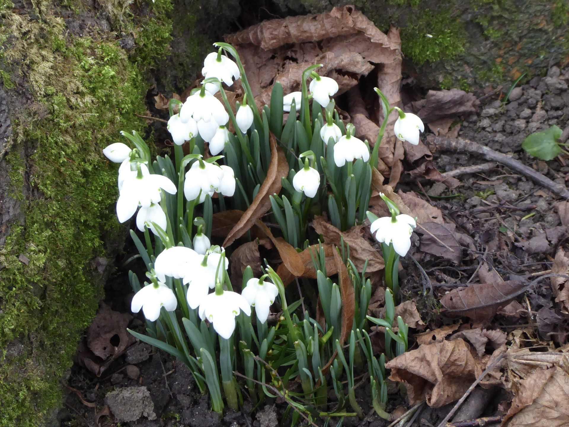 snowdrops-heathermiddleton