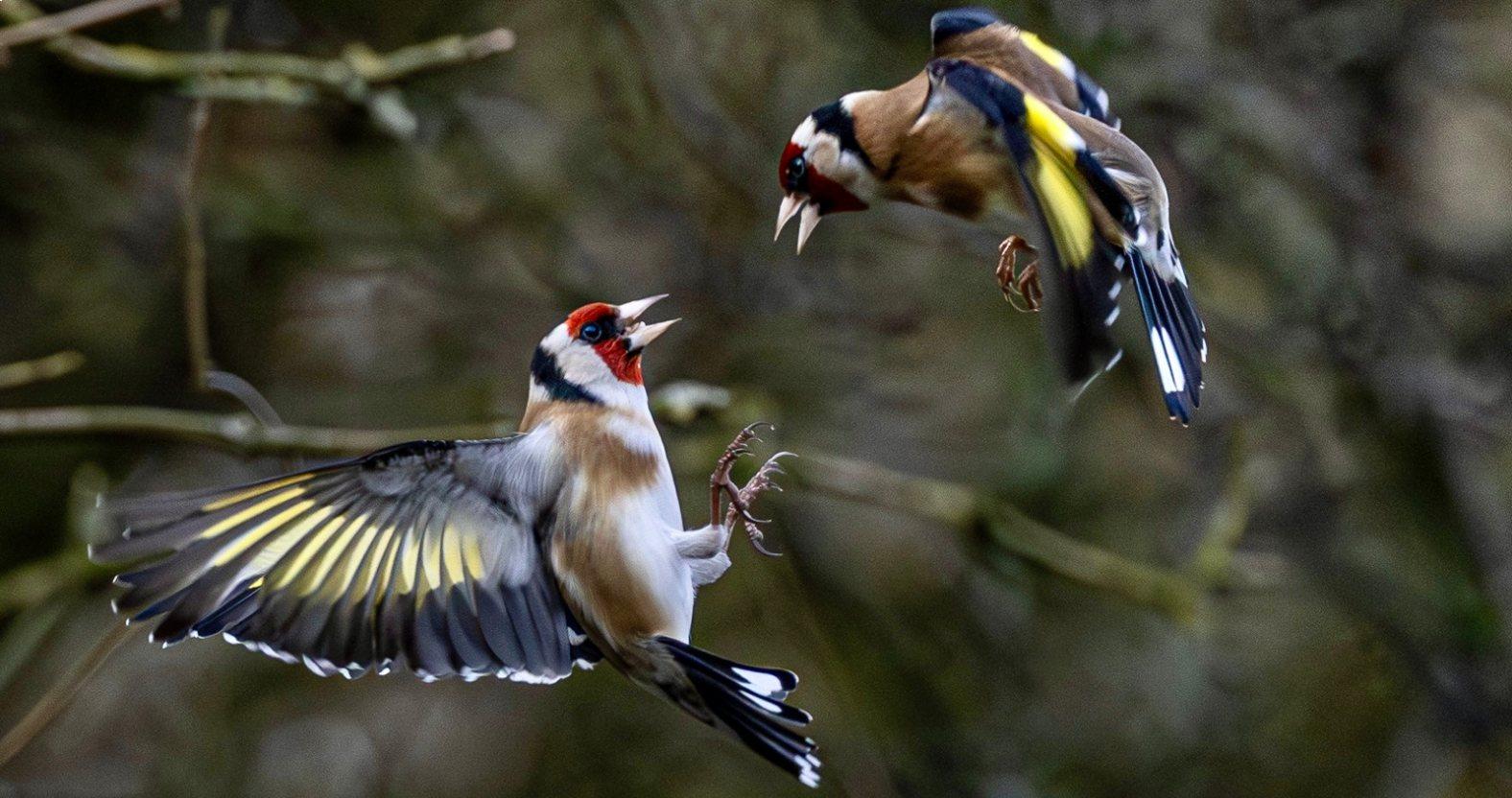 goldfinches-julievalentine