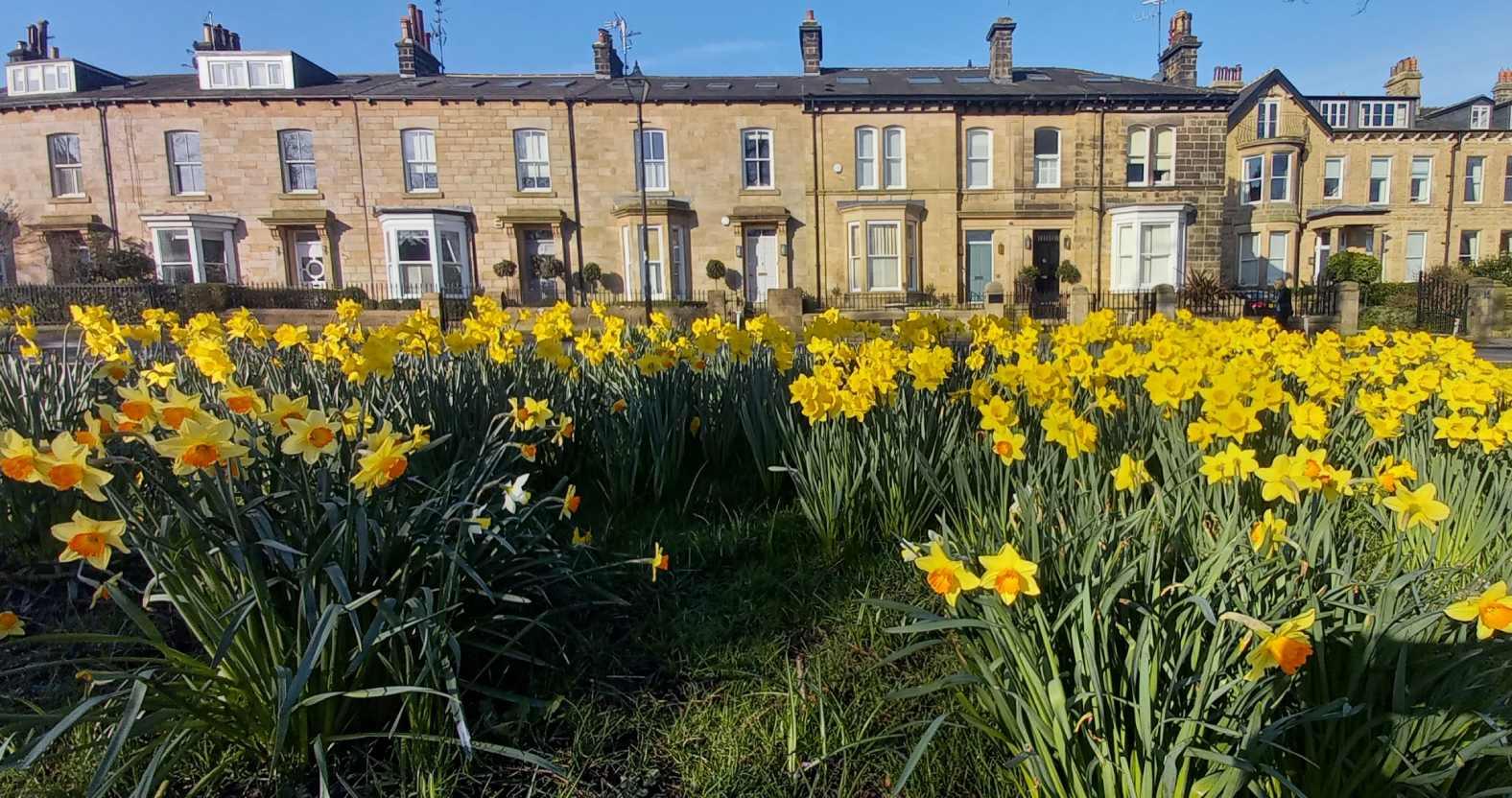 harrogate-beechgrove-daffodils