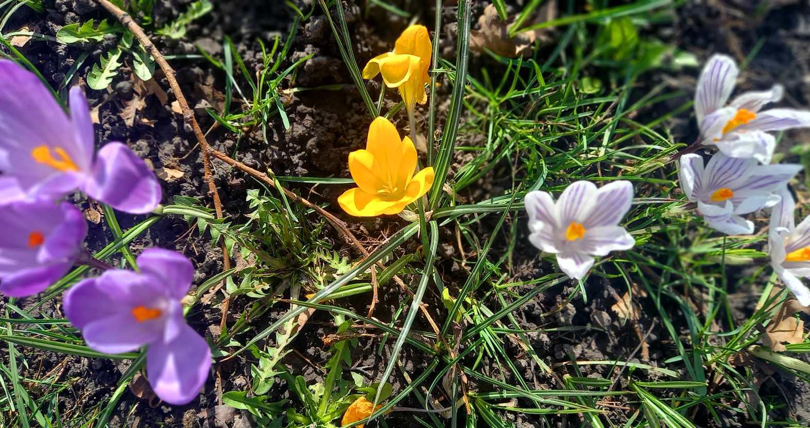 harrogate-crocuses-3colours