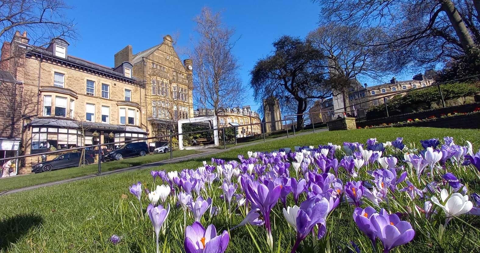 harrogate-crocuses-bettys