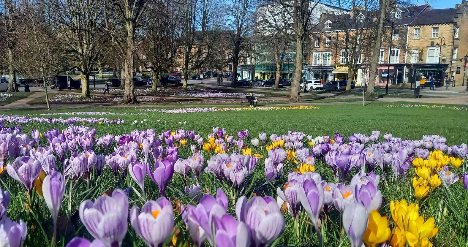 harrogate-crocuses-close
