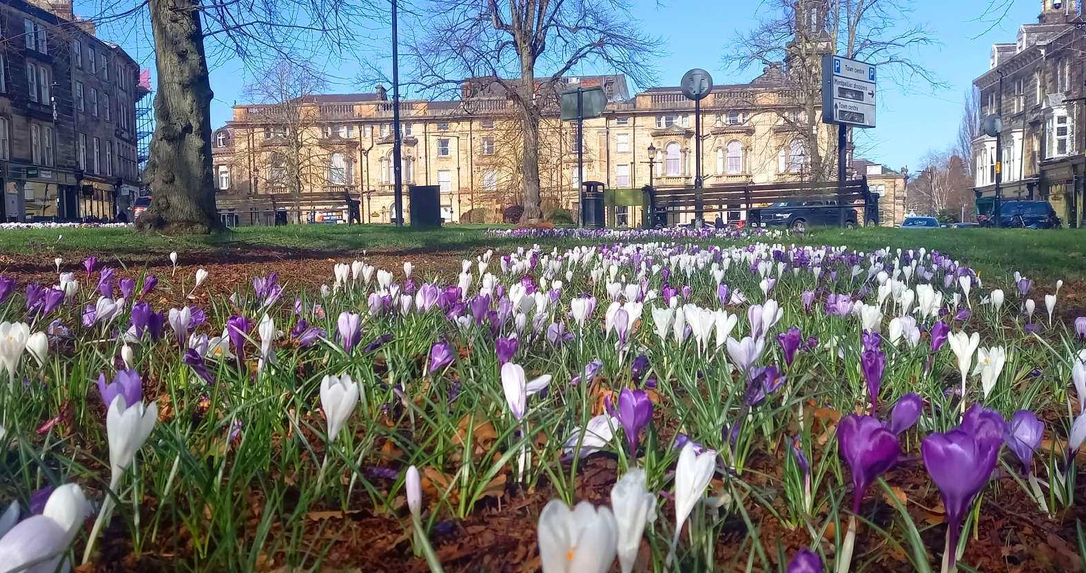 harrogate-crocuses-crownhotel