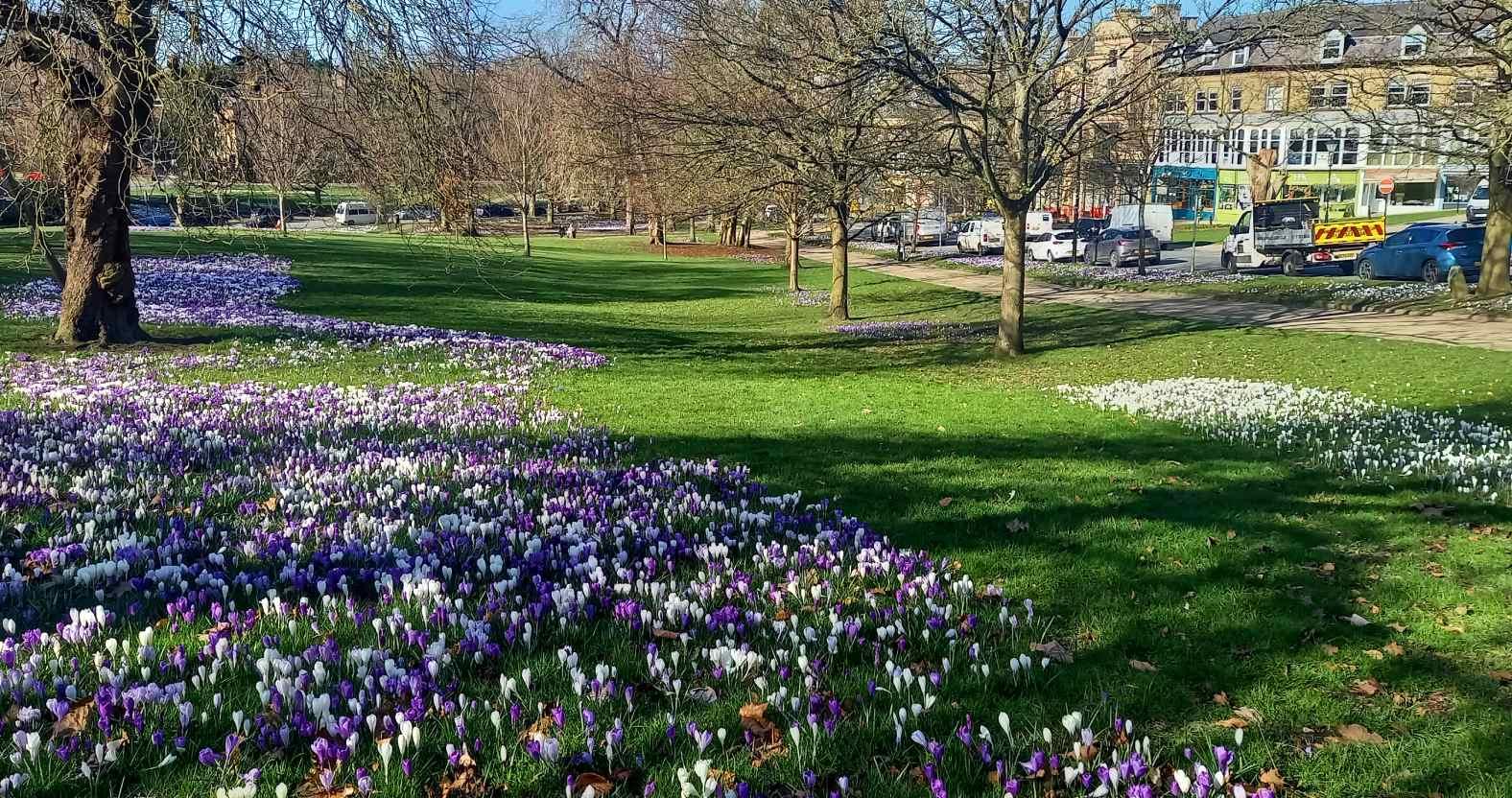 harrogate-crocuses-montpellierhill