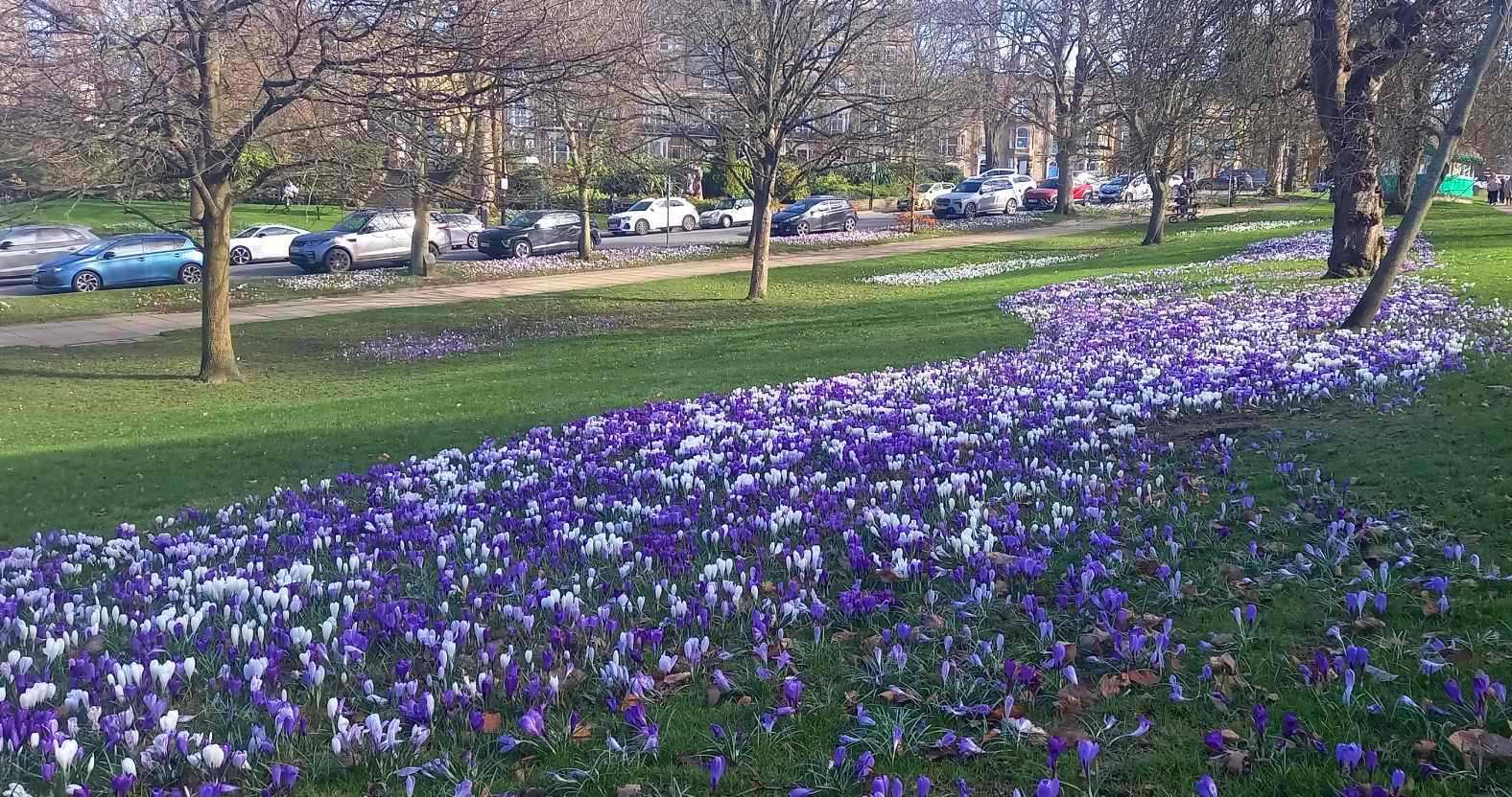 harrogate-crocuses-montpellierhill3