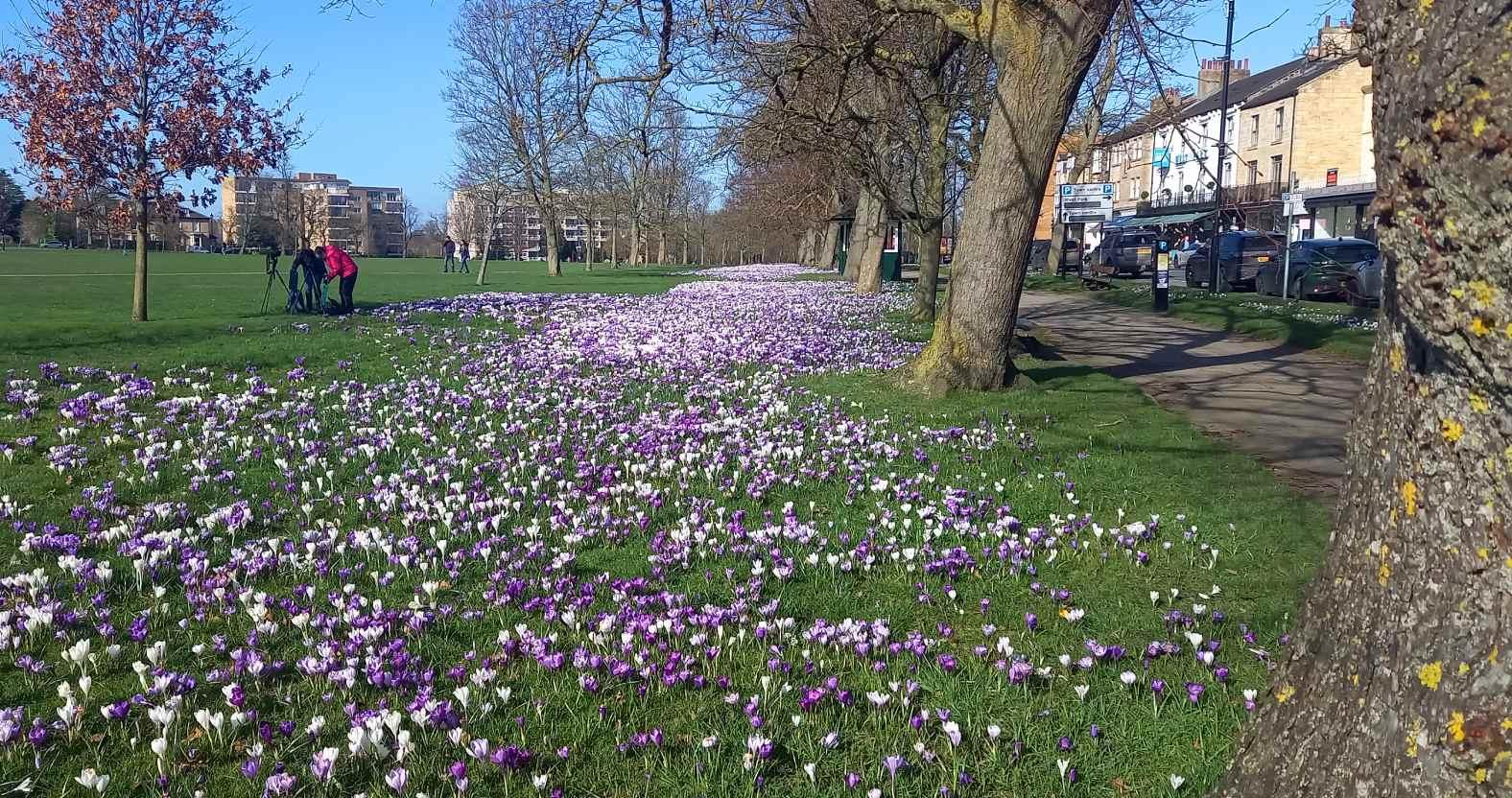 harrogate-crocuses-photographer2